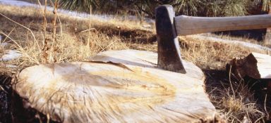 For expert stump removal in Glynde