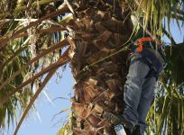 Trimming and maintenance