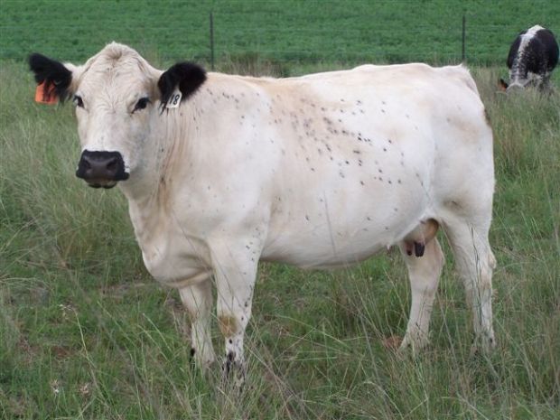 Oakey Creek Speckle Parks - Manilla, NSW - Oakey Creek Australian Cows