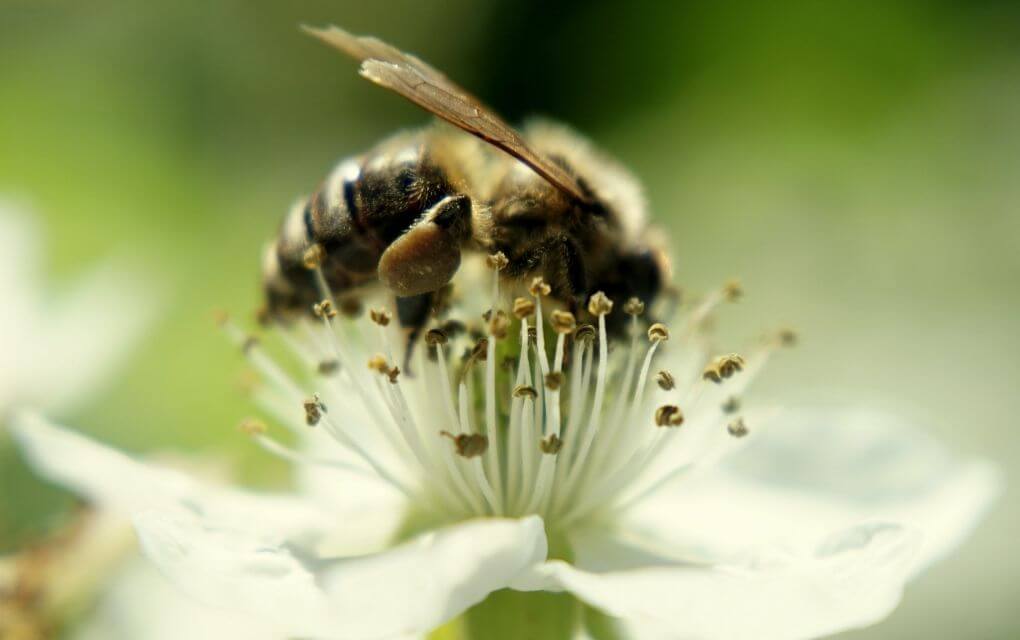 Keystone Species Holding an Ecosystem Together edZOOcating