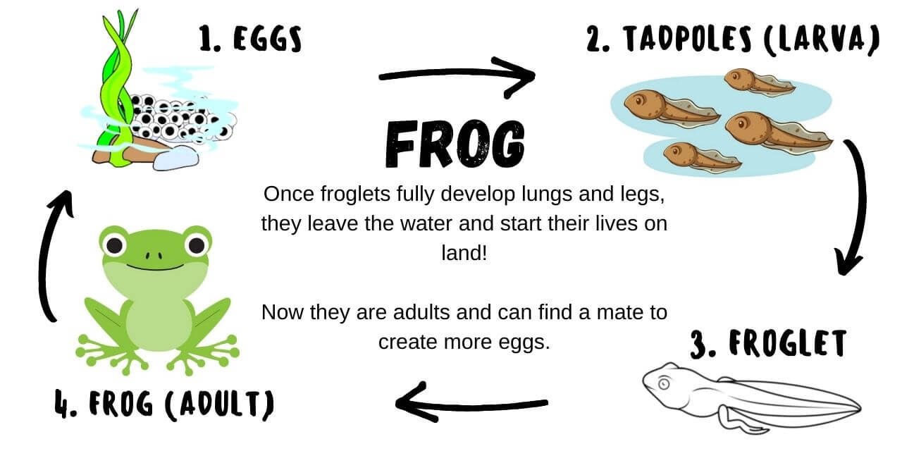 Amphibian Metamorphosis | edZOOcating