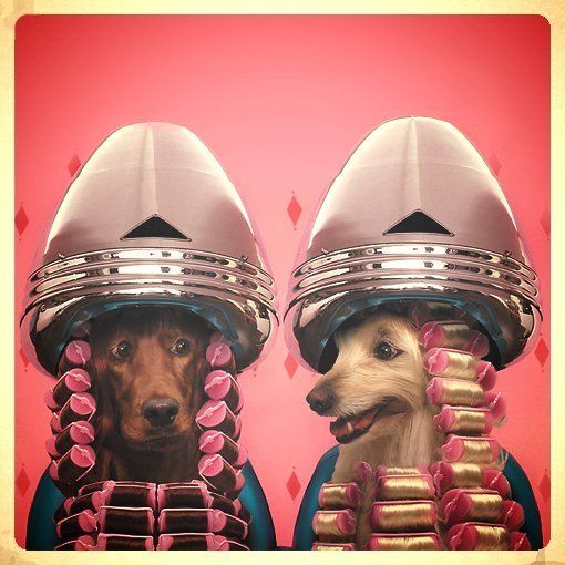 hairdresser for dogs