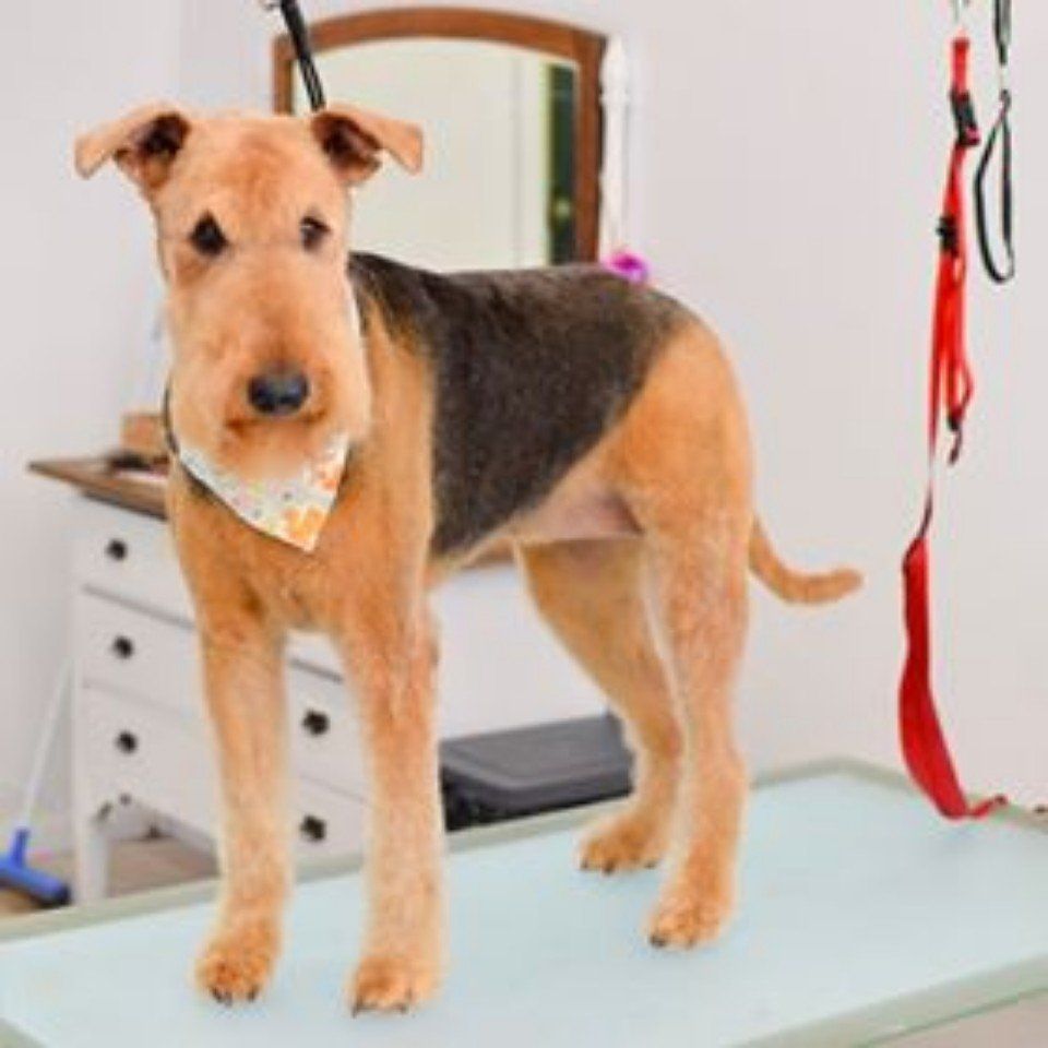 Pet Salon and Grooming Services Maitland