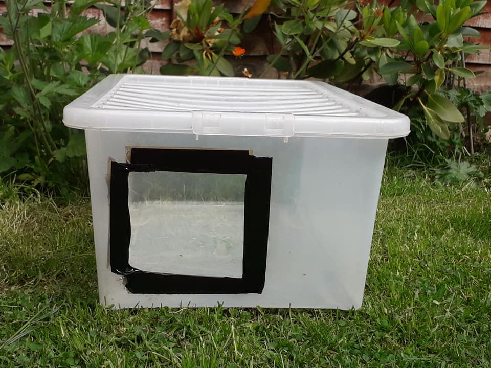 How to create a hedgehog feeding station