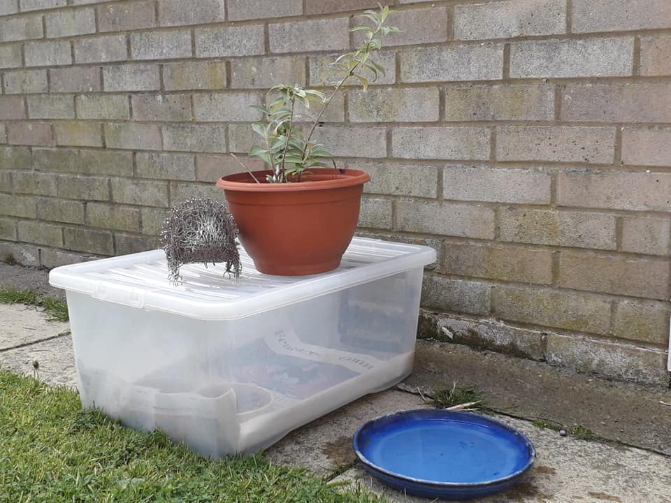 How to create a hedgehog feeding station