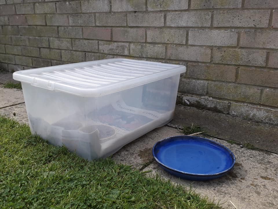 How to create a hedgehog feeding station