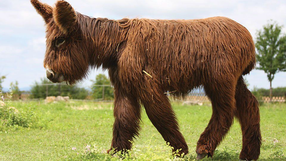 giant donkey teddy