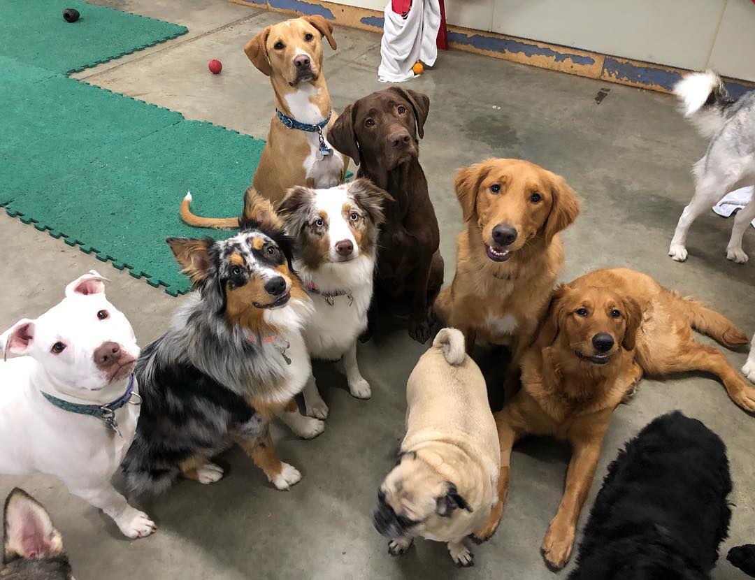Doggie Daycare | All Size Dogs | Manchester, CT