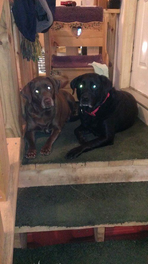 Carpet cleaning in La Crosse, Onalaska, West Salem and Holmen WI D