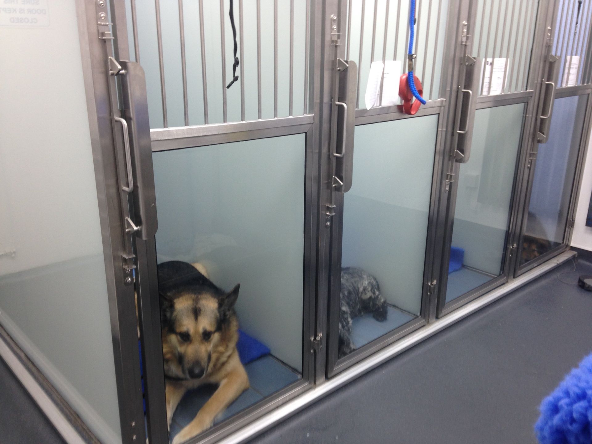 New Luxury Kennels at Darley House