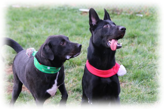 chris waggin tails hours