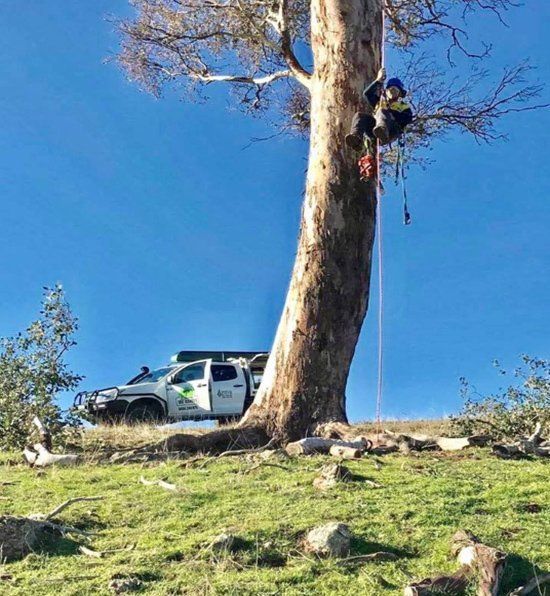Zenith van and trees