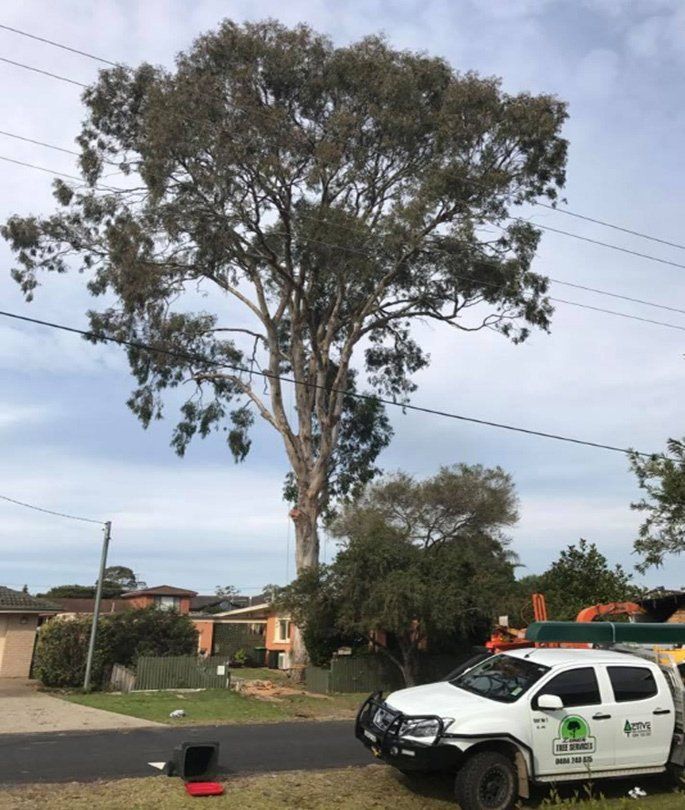 Tree and  Zenith van