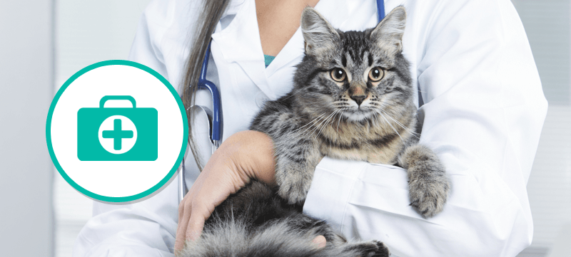 Experienced veterinarians