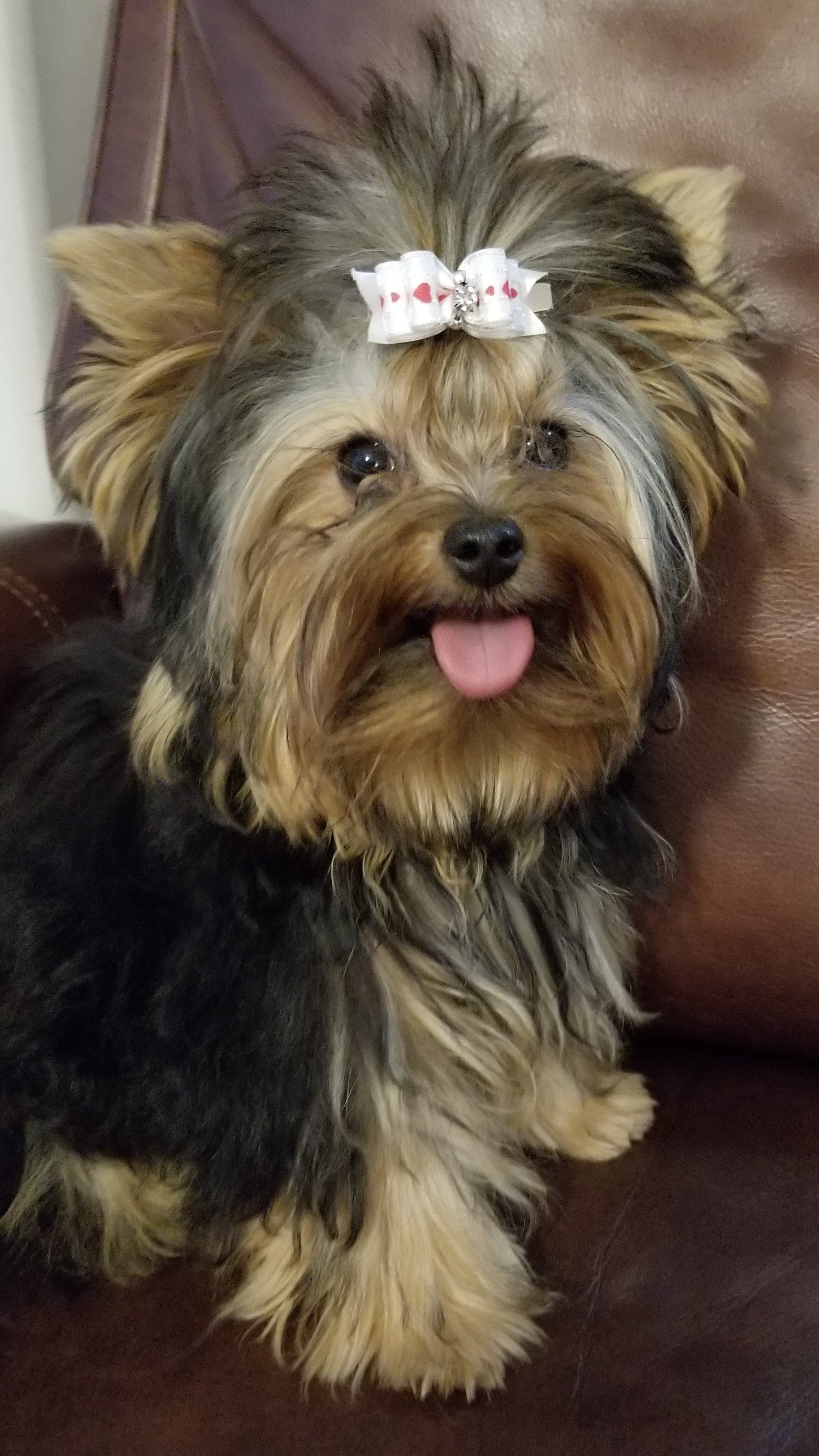 Tyeyorkie Price In California 58 - o5rxt50