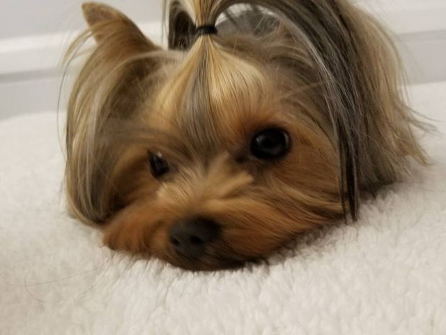 yorkie rescue inland empire