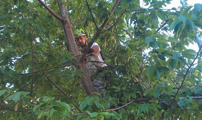 intervento di potatura