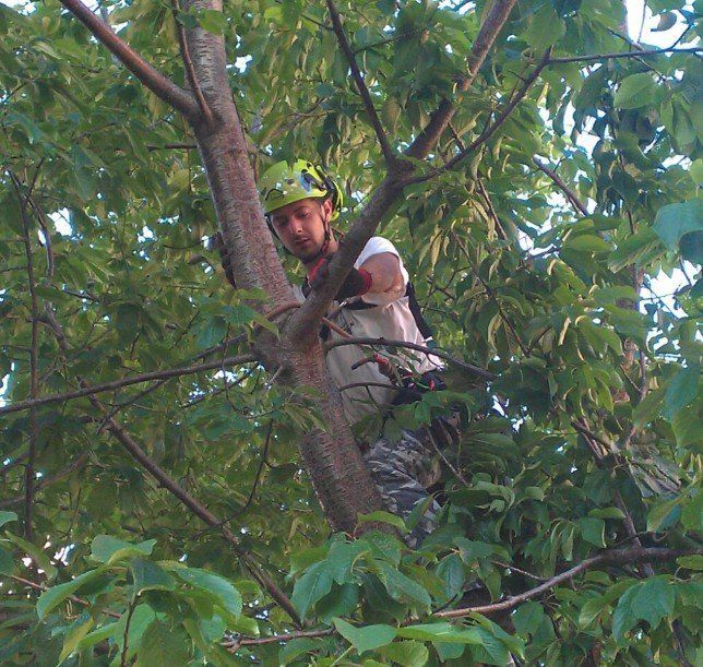 manutenzione e potatura alberi ad alto fusto Savona