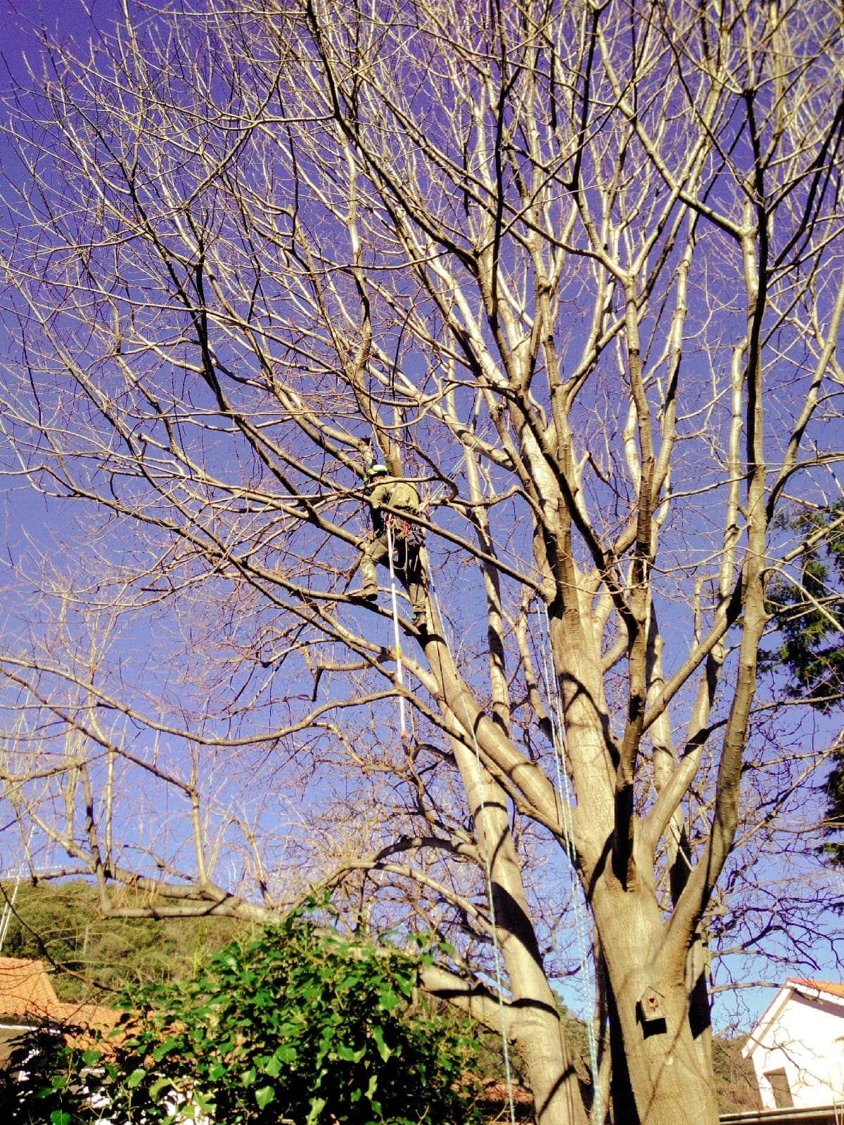 manutenzione e potatura alberi ad alto fusto Savona