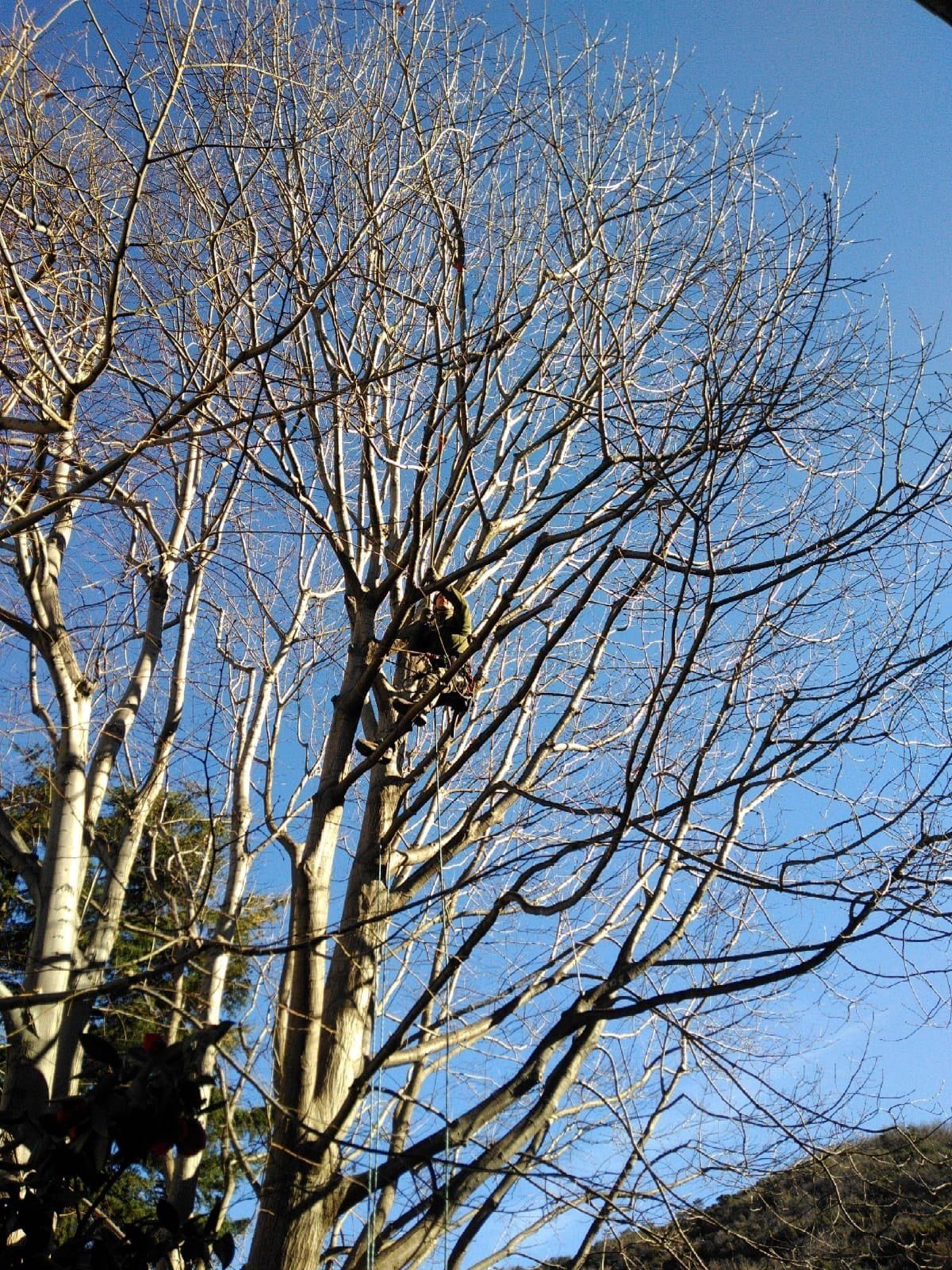 manutenzione giardini Savona