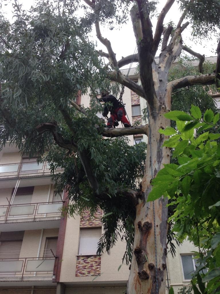 manutenzione aree verdi Savona