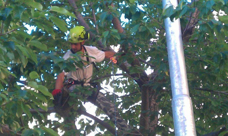 intervento di potatura