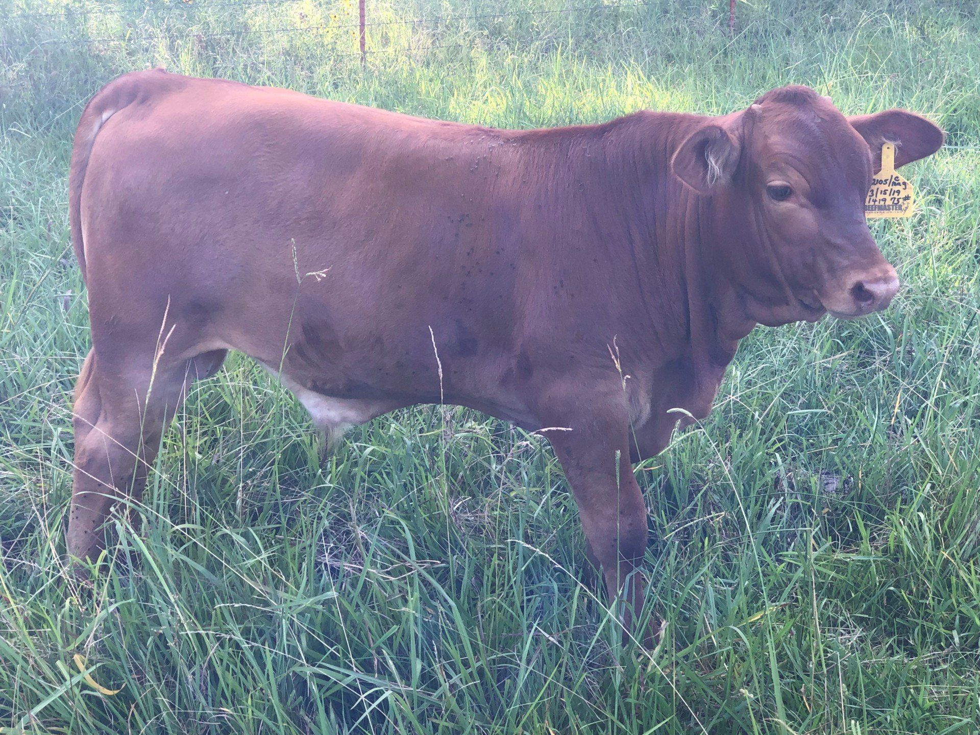 Quality Cattle for Sale Hope, AR Pine Tree Acres Beefmasters