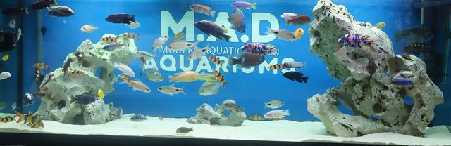 aquarium shops brisbane