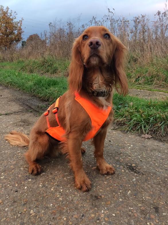 gundog training supplies