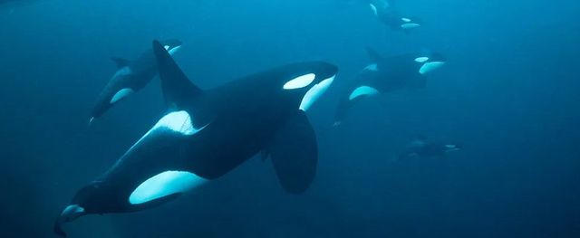 orcas-29a8d49e-640w.jpg