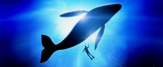 7 Ways In Which Swimming With Whale S Changed A Traveller S Life