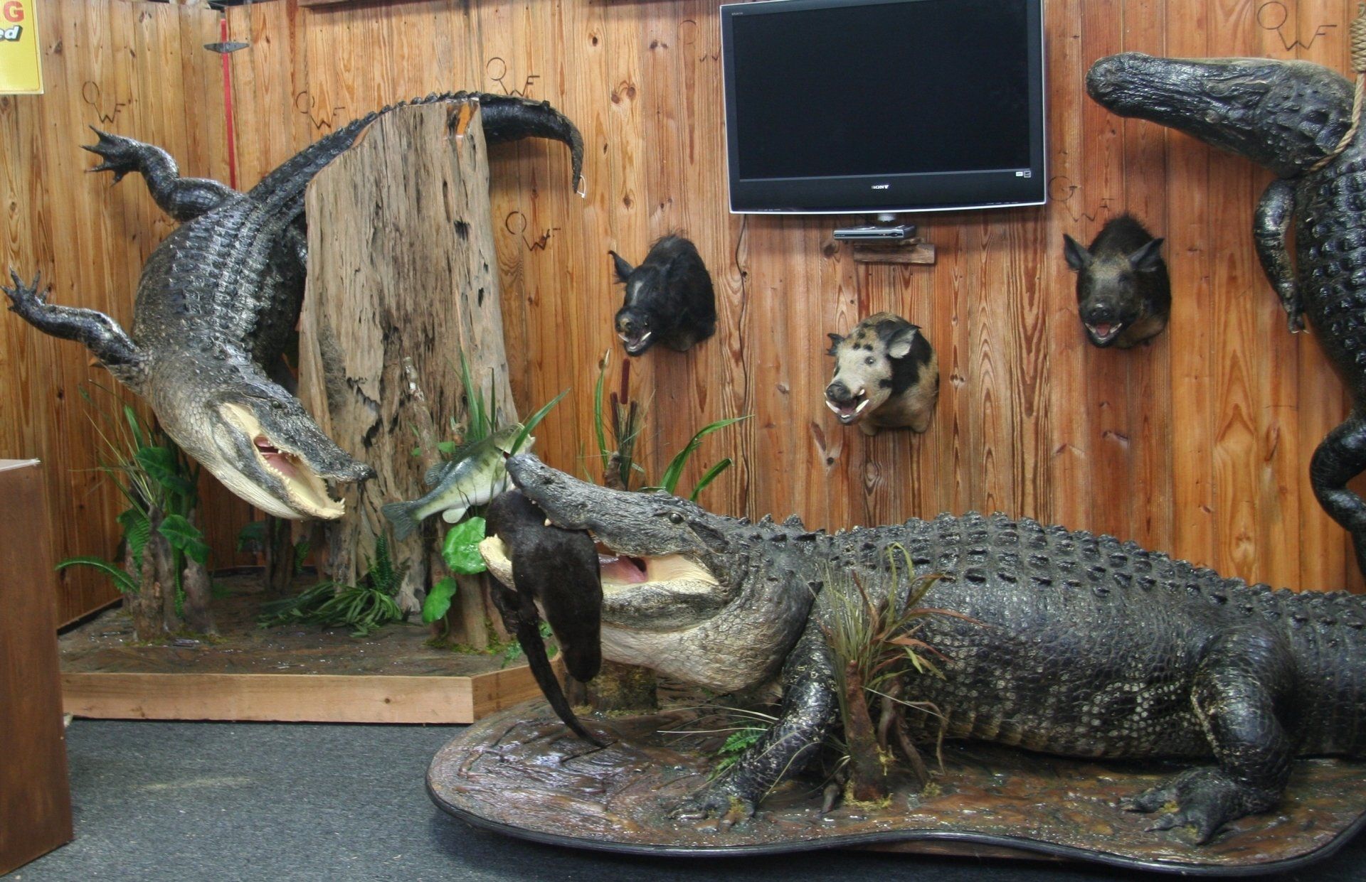 Florida Trophy Gators, Brochure, Taxidermist