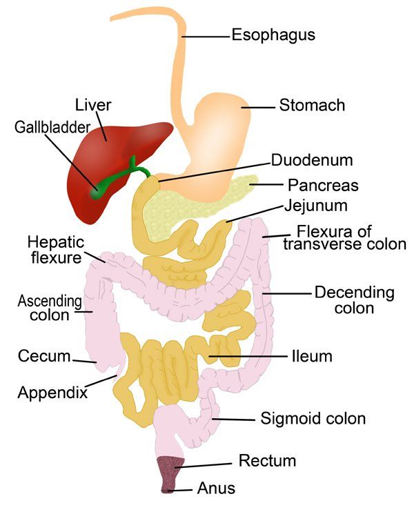 Digestive Disorders Natural Remedies Nutrition Wellness Center