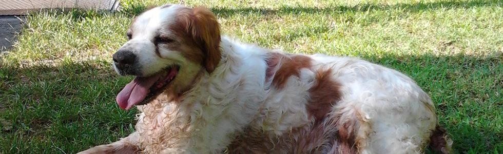 Pensione Per Cani Sesto San Giovanni