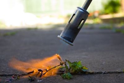Professional weed removal using a heat gun. An optional service you can ask for or book in with your next paver cleaning service. .