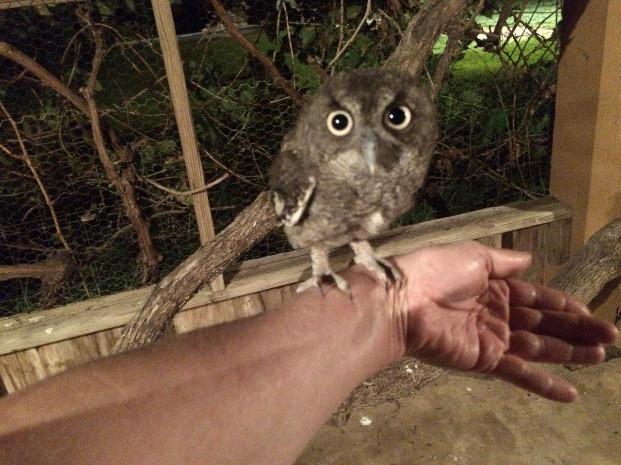 Critter Care Veterinary Clinic Laredo, TX Gallery