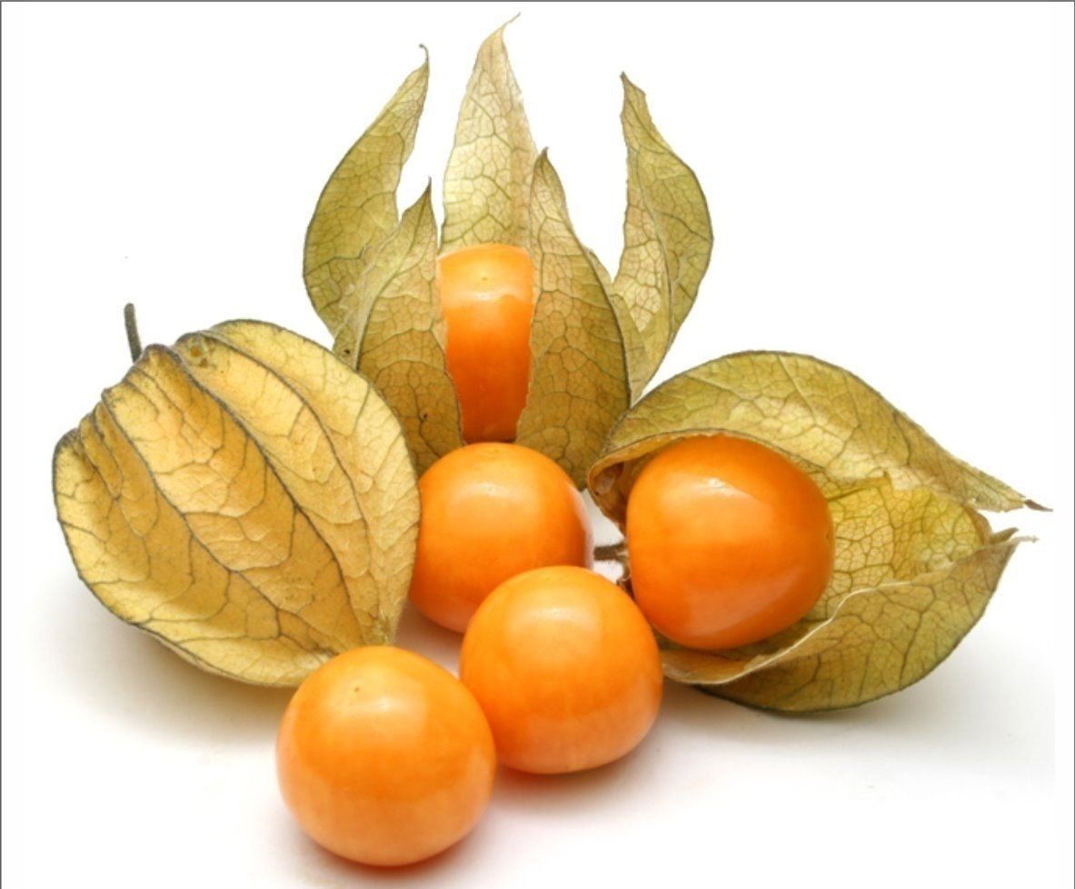 Physalis