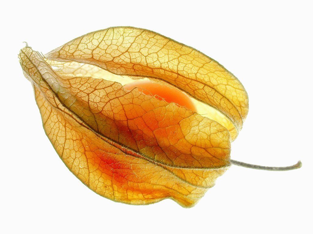 Physalis