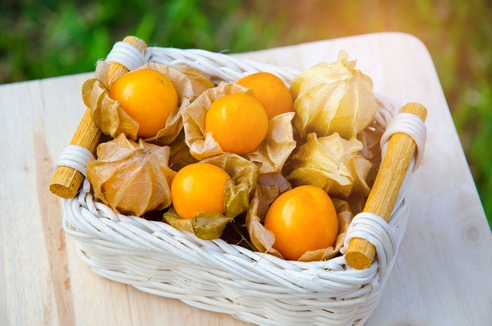 Physalis