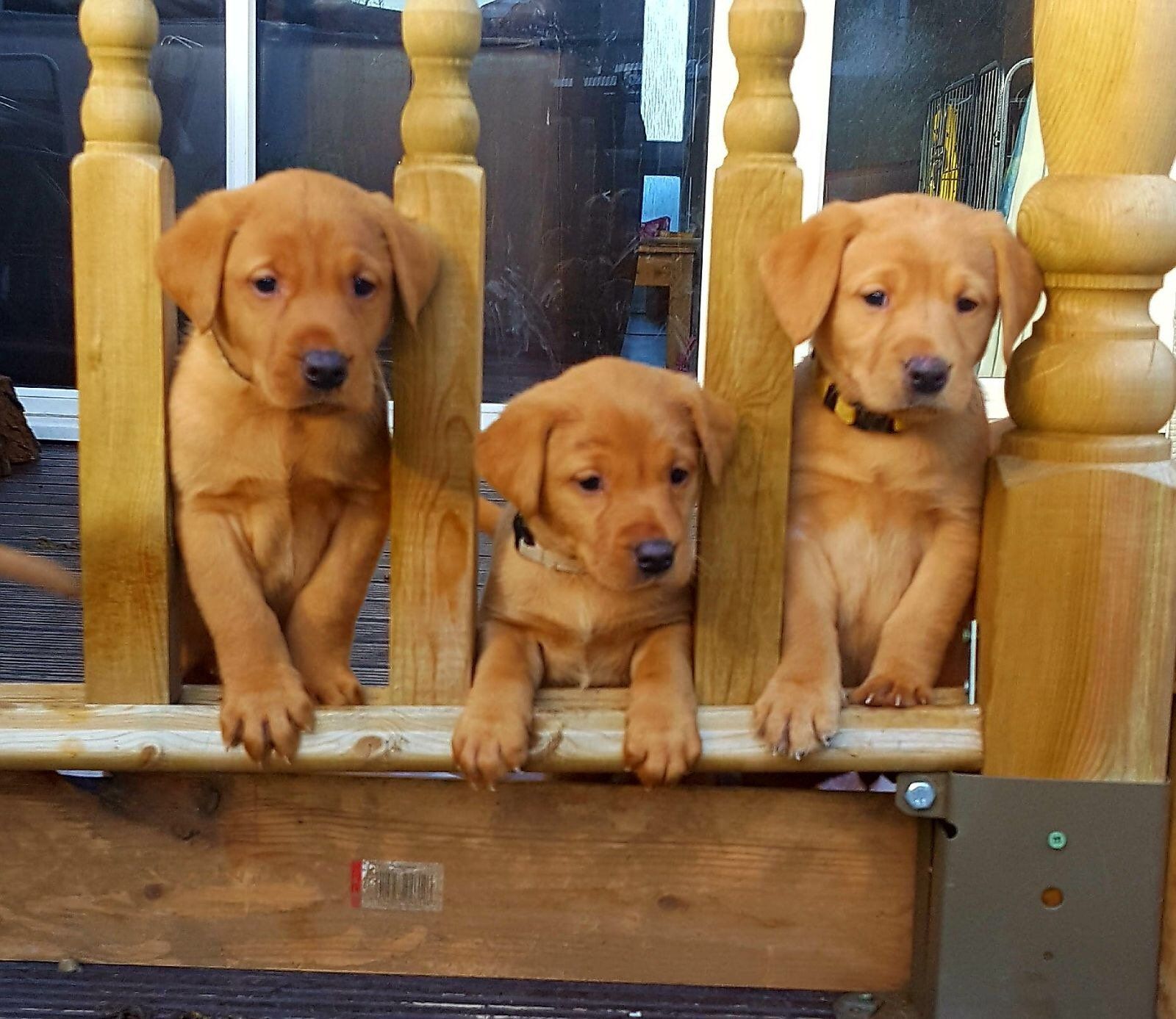 Labrador Fox Red For Stud - Home