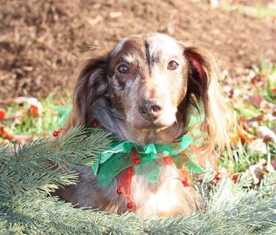 southern pet cremations