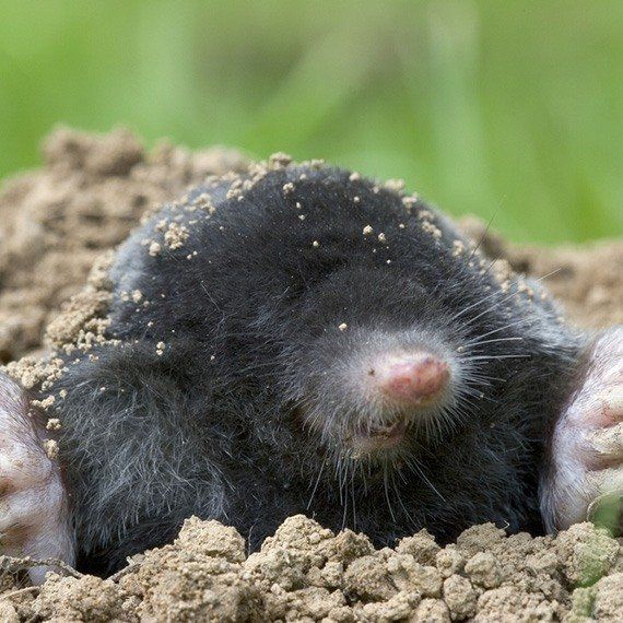 Common Household Pests Pest Stop Pest Control Services Bath Somerset 