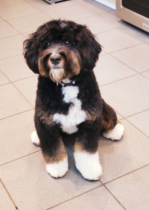 akc bernedoodle