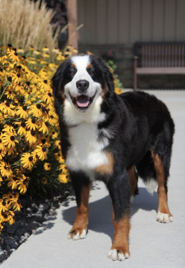 degenerative myelopathy bernese mountain dogs