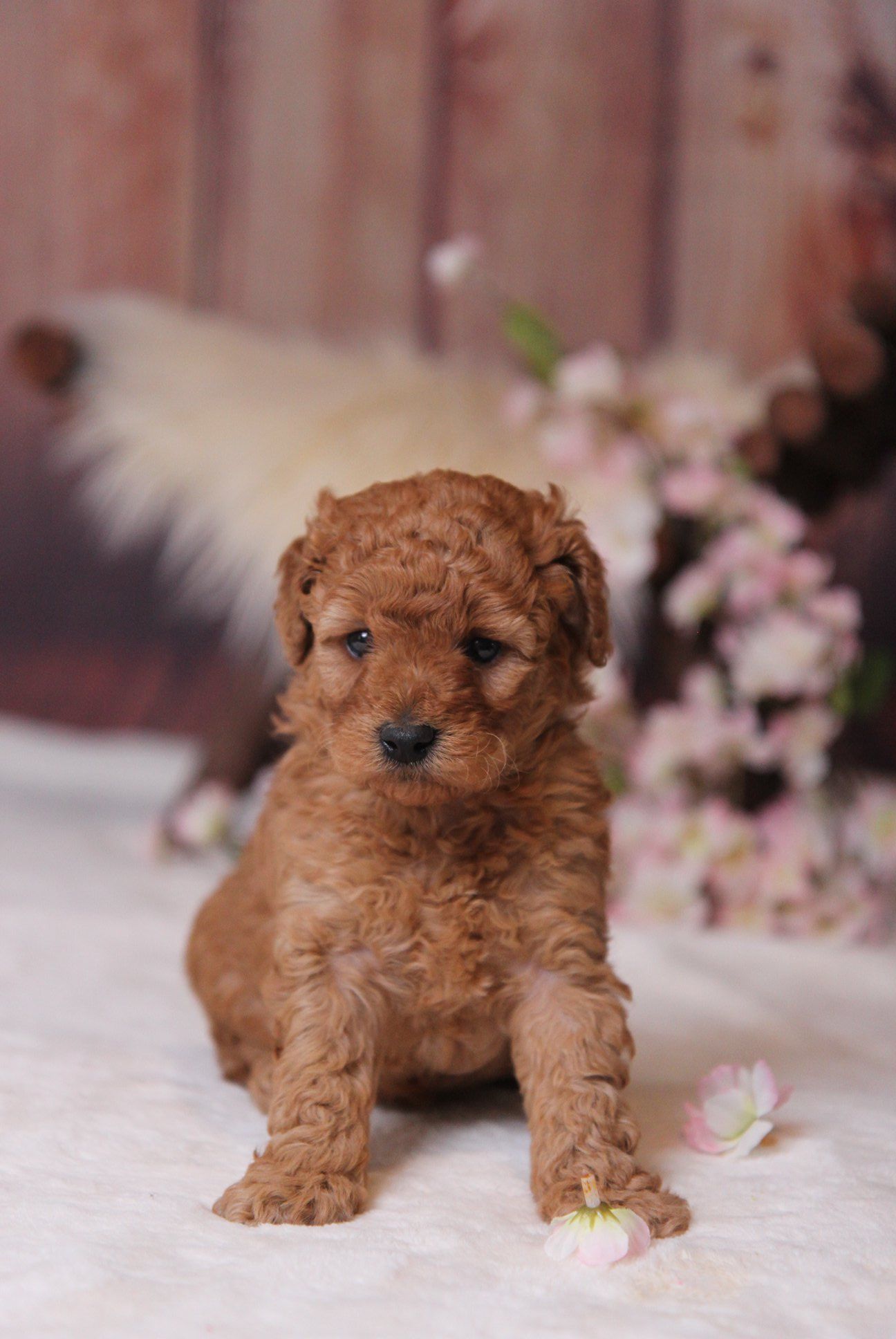 Petite Goldendoodles