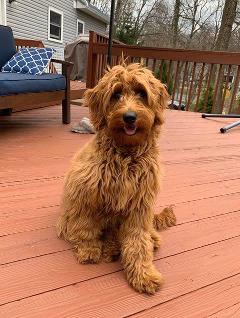 Miniature Goldendoodles