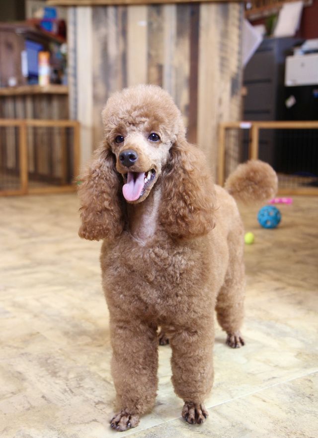 tri color mini poodle for sale