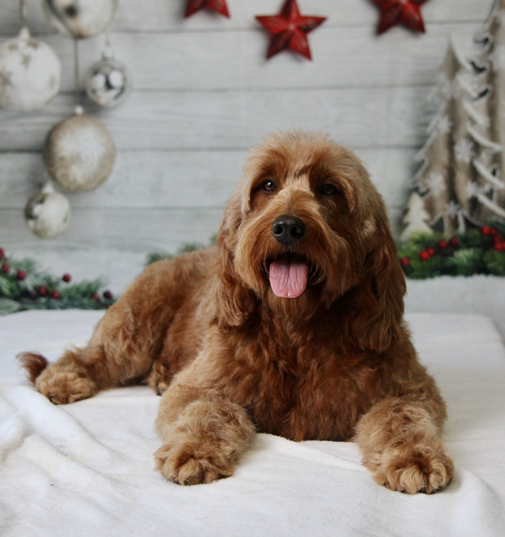 Petite Goldendoodles