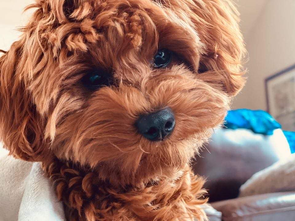 petite-goldendoodles