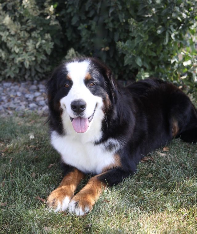 degenerative myelopathy bernese mountain dogs